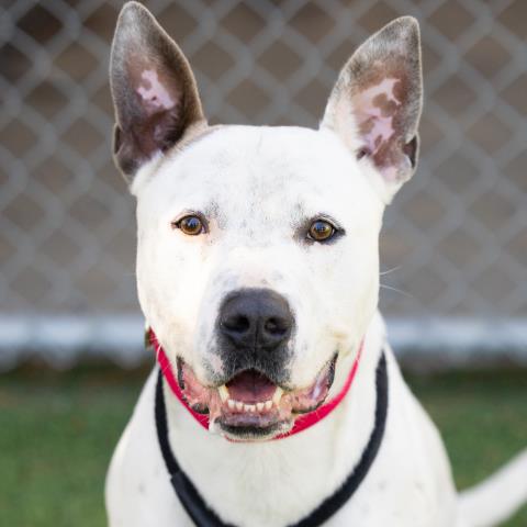 adoptable Dog in Camarillo, CA named *RILEY