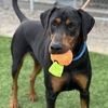 adoptable Dog in Camarillo, CA named DEXTER