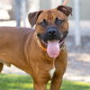 adoptable Dog in Camarillo, CA named HERCULES CHICLE