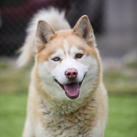 adoptable Dog in Camarillo, CA named *NUTMEG