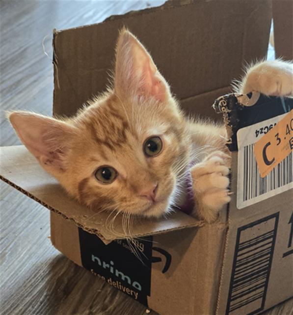 adoptable Cat in Camarillo, CA named *TOBY