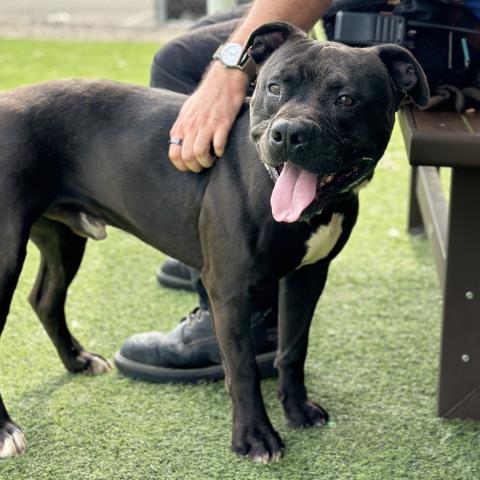 adoptable Dog in Camarillo, CA named *KEVIN