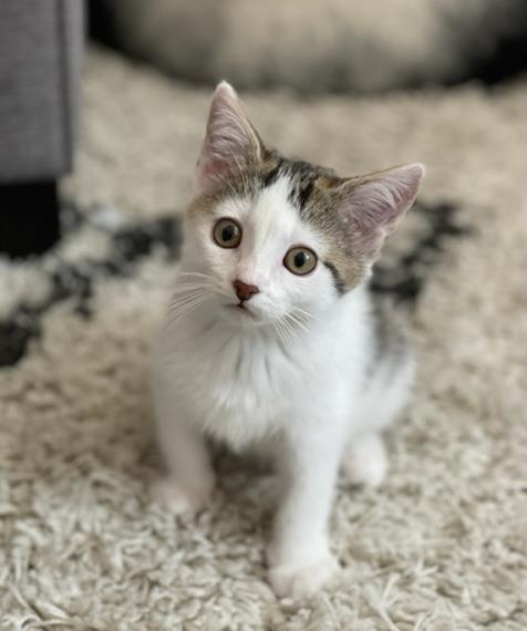 adoptable Cat in Camarillo, CA named RED *FONDUE