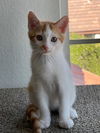 adoptable Cat in Camarillo, CA named ORANGE *CUSTARD