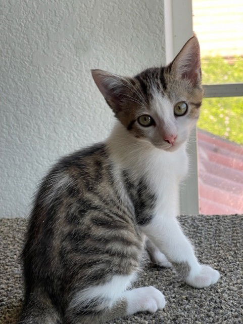 adoptable Cat in Camarillo, CA named YELLOW *M&M