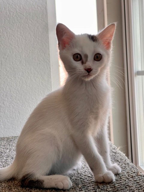 adoptable Cat in Camarillo, CA named GREEN *SUNDAE