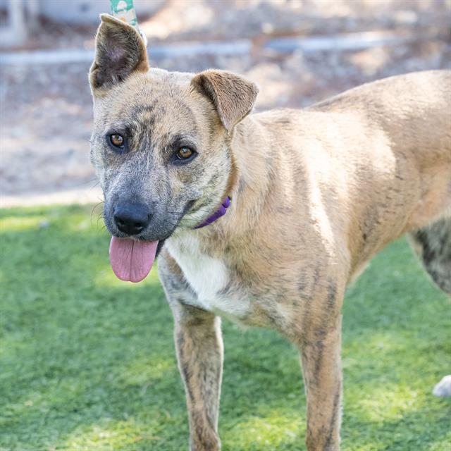 adoptable Dog in Camarillo, CA named MELANIE