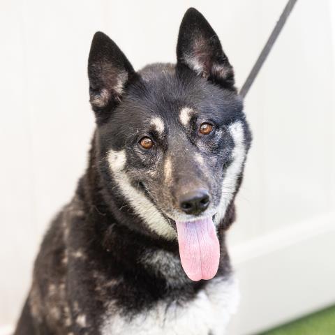 adoptable Dog in Camarillo, CA named *AUGUSTUS