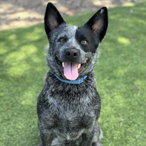 adoptable Dog in Camarillo, CA named TERIYAKI