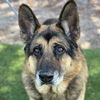 adoptable Dog in Camarillo, CA named TURBO