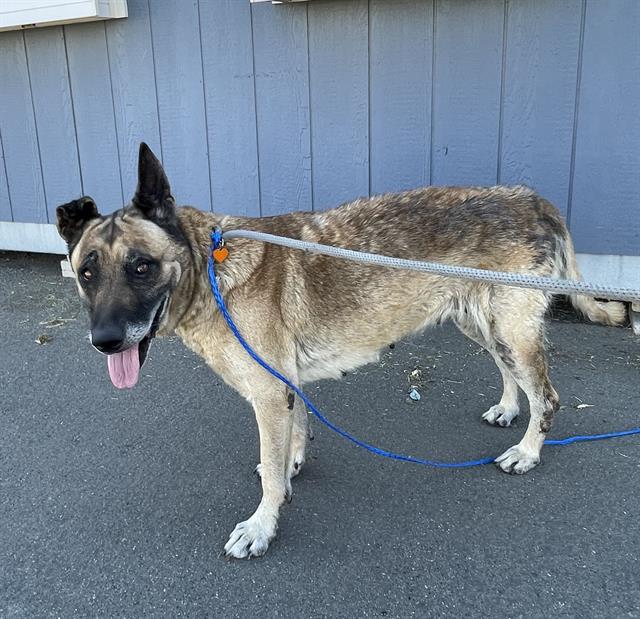 adoptable Dog in Camarillo, CA named *CALI