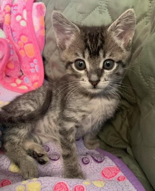 adoptable Cat in Camarillo, CA named *OREO