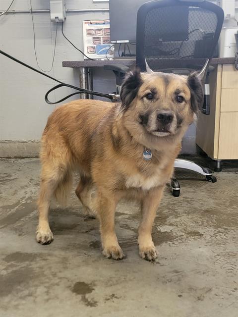 adoptable Dog in Camarillo, CA named SIMBA