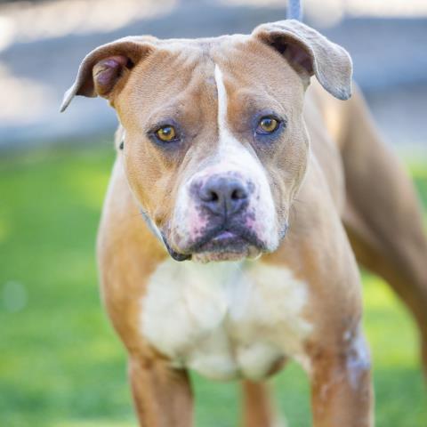 adoptable Dog in Camarillo, CA named *BREE