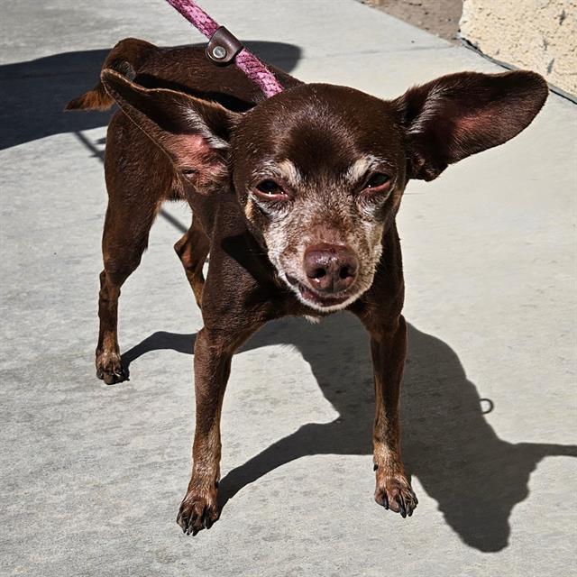 adoptable Dog in Camarillo, CA named *BROWNIE