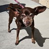 adoptable Dog in , CA named *BROWNIE