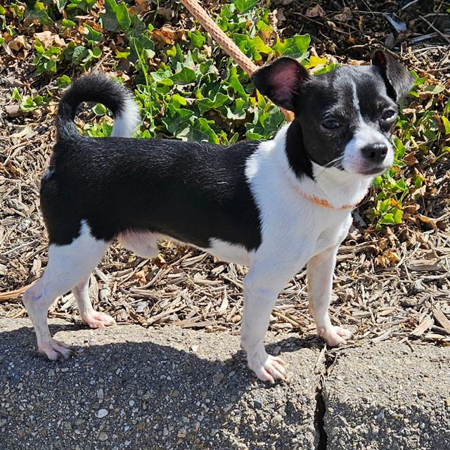 adoptable Dog in Camarillo, CA named *OREO