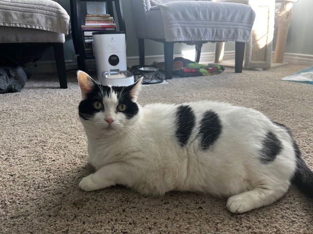 adoptable Cat in Camarillo, CA named ROSIE