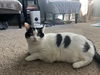 adoptable Cat in camarillo, CA named ROSIE