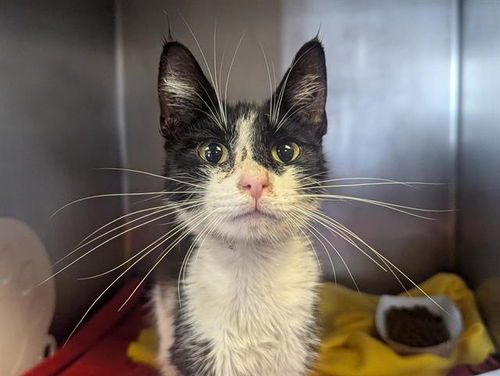 picture of the cat needing adoption