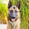 adoptable Dog in camarillo, CA named *INIGO MONTOYA