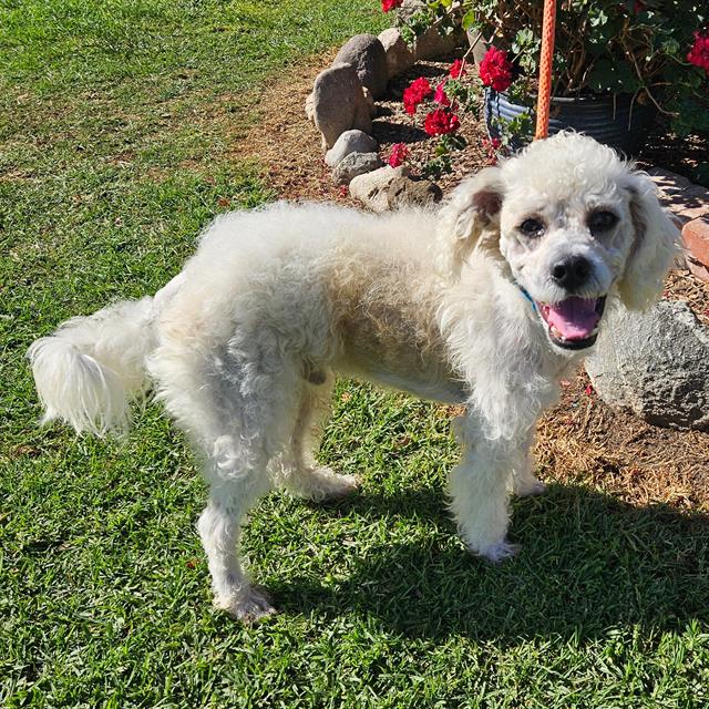 adoptable Dog in Camarillo, CA named *LUKAS