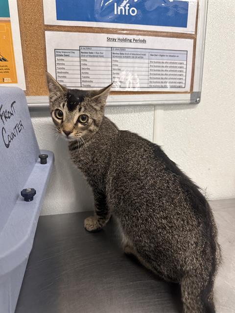 picture of the cat needing adoption