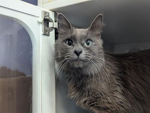 picture of the cat needing adoption