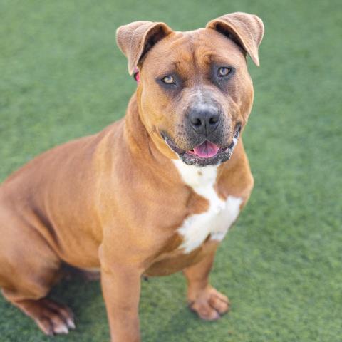 adoptable Dog in Camarillo, CA named *CHIPOTLE