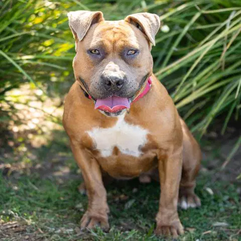 Chipotle - Pit Bull Terrier