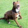 adoptable Dog in camarillo, CA named *WESLEY