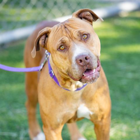 adoptable Dog in Camarillo, CA named *LINA