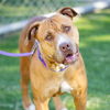 adoptable Dog in camarillo, CA named *LINA