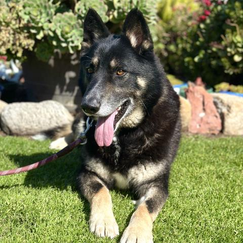 adoptable Dog in Camarillo, CA named *LUCKY