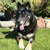 adoptable Dog in camarillo, CA named *LUCKY