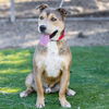 adoptable Dog in camarillo, CA named CANELO