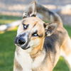 adoptable Dog in camarillo, CA named KRISTOFF