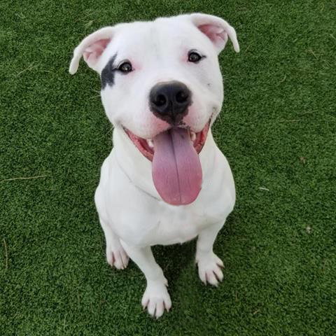 BLANCO - Pit Bull Terrier available for adoption