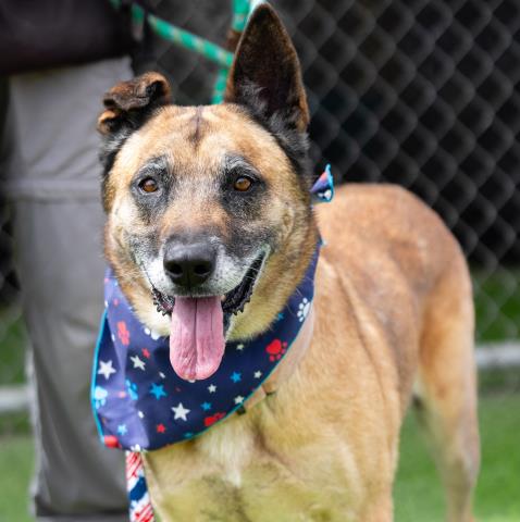 adoptable Dog in Camarillo, CA named *CALI
