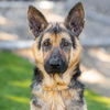 adoptable Dog in camarillo, CA named *STETSON