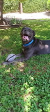 adoptable Dog in camarillo, CA named *SHELBY
