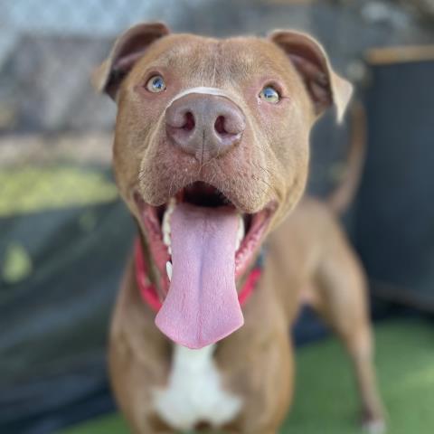 adoptable Dog in Camarillo, CA named *GERALD