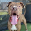 adoptable Dog in camarillo, CA named *GERALD