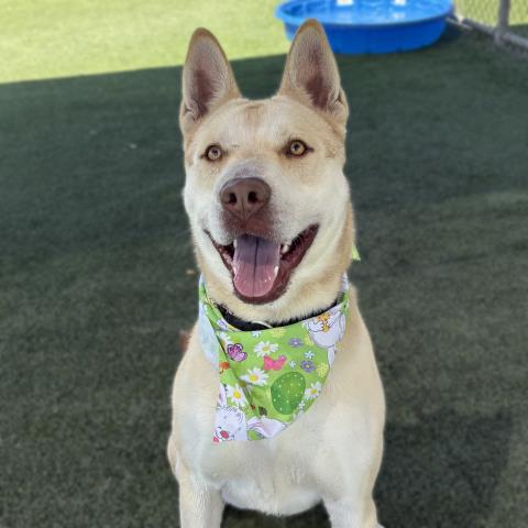 adoptable Dog in Camarillo, CA named *RATCHET