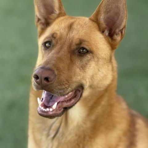 adoptable Dog in Camarillo, CA named ZILLAH