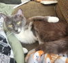 adoptable Cat in Camarillo, CA named *BERNADETTE