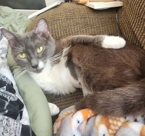 picture of the cat needing adoption