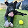 adoptable Dog in camarillo, CA named BIGGIE SMALLS
