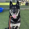 adoptable Dog in  named *AUGUSTUS