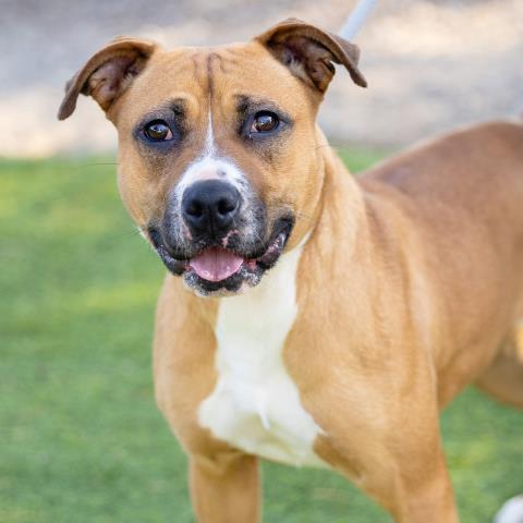 *ALANI - Pit Bull Terrier available for adoption